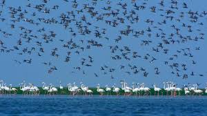 Chilika Lake